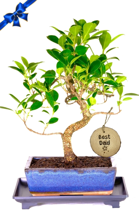 Easy care 12 year old Ficus bonsai tree Father's Day gift for sale UK