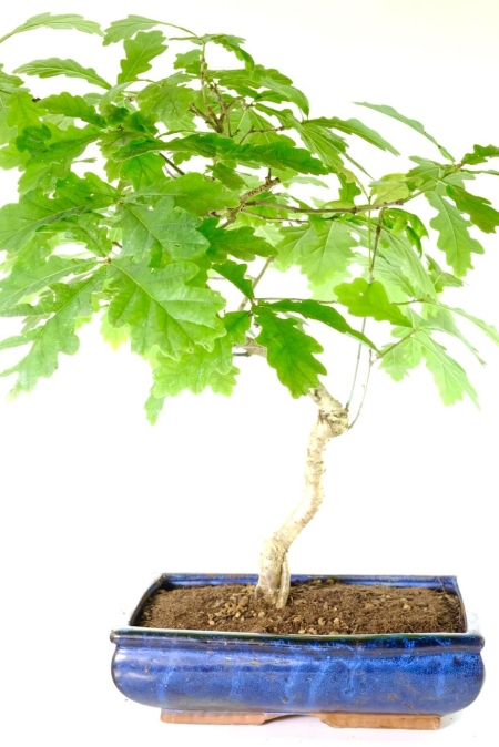 Large outdoor deciduous Oak bonsai tree for sale UK