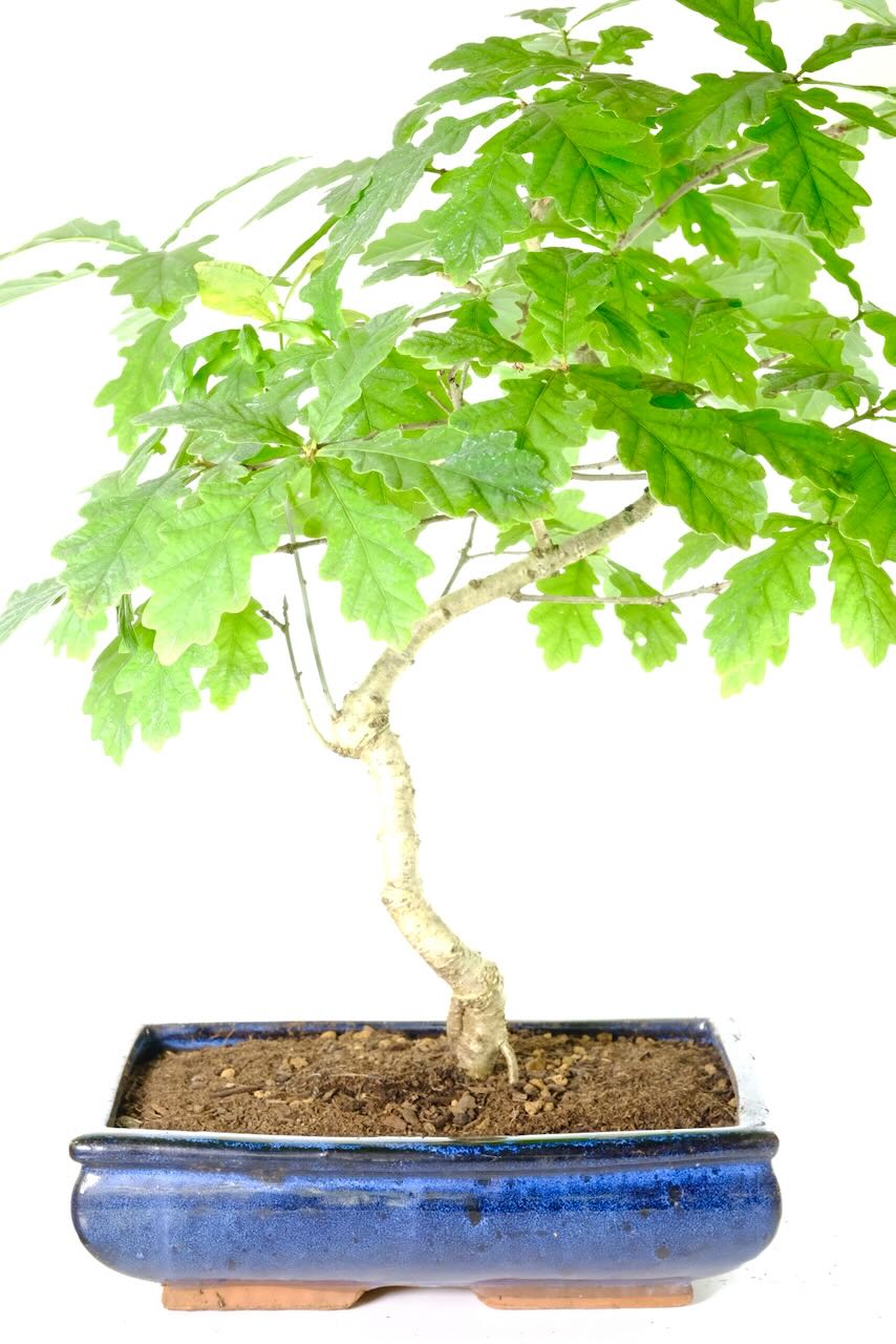 Lovely trunk styling with lobed leaves