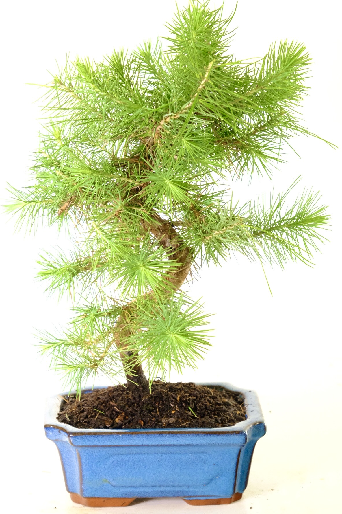 Incredibly twisty Mediterranean Aleppo Pine outdoor bonsai tree for sale UK
