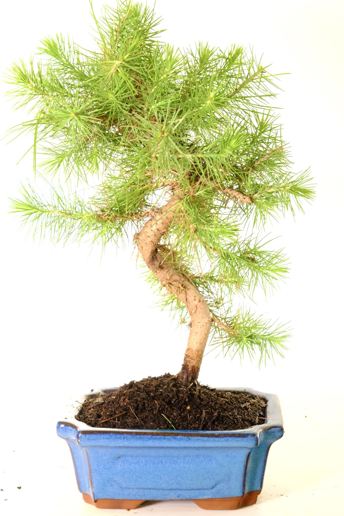 Curvaceous trunk with textured bark, leading to a lime green canopy