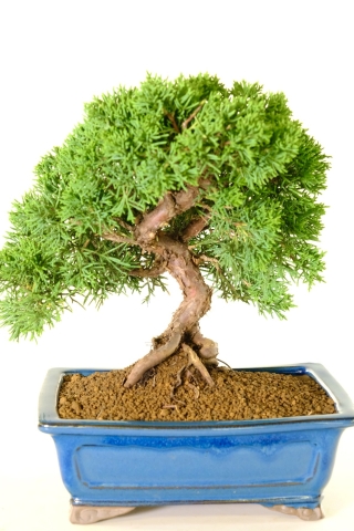 Top Quality Hardy Evergreen Chinese Juniper Bonsai