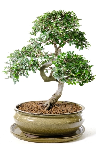 Spectacular Chinese Elm Bonsai Specimen - A Truly Sensational Beginners Tree