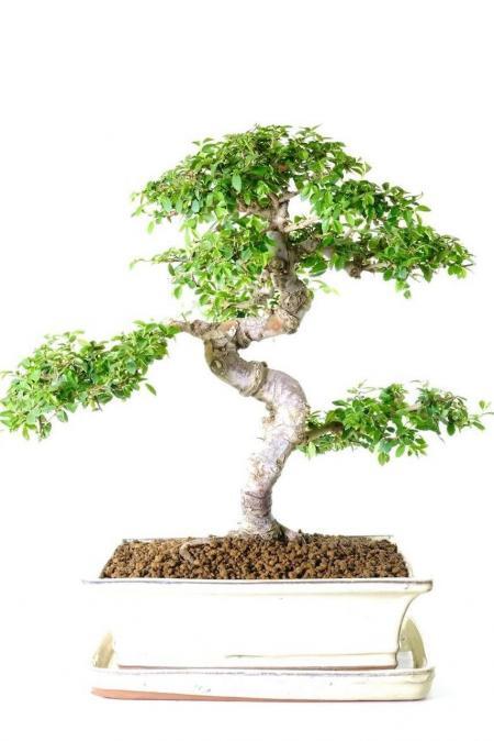 Spectacular Chinese Elm Bonsai Specimen - A Truly Sensational Beginners Tree