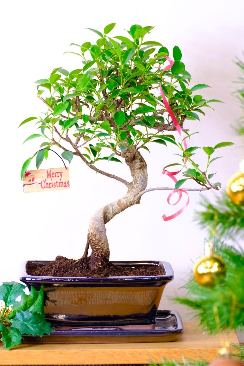 Advent Offer: Charming Ficus Bonsai in Gloss Black Ceramic Pot