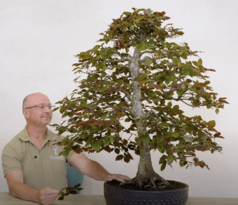 Huge purple beech bonsai tree