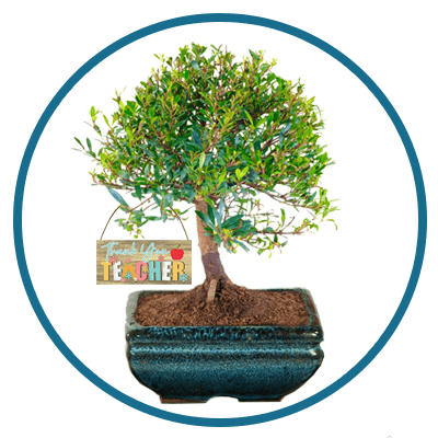 Bonsai Tree Teacher Gifts