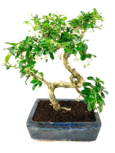 Flowering 12 year old Fukien Tea Tree bonsai - Seconds
