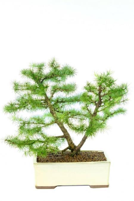 Impressively-Designed Outdoor Larch Bonsai with Twin Trunks