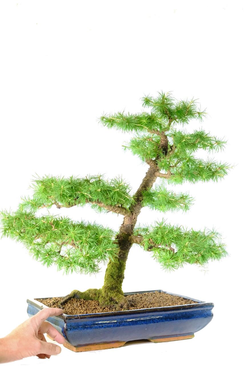 Highly refined and uniquely styled Larch bonsai tree for sale