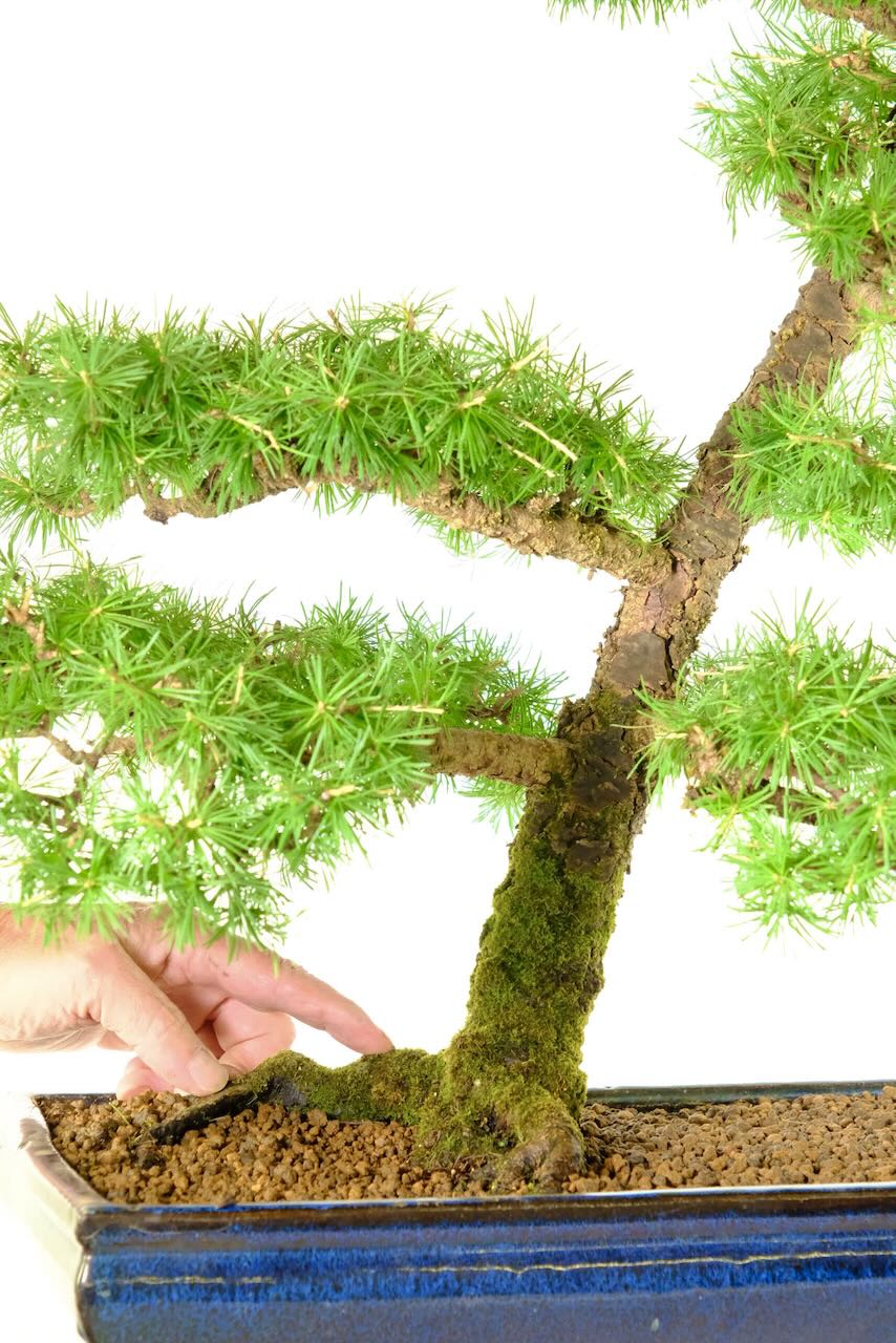 Exemplary Root Flare and Trunk