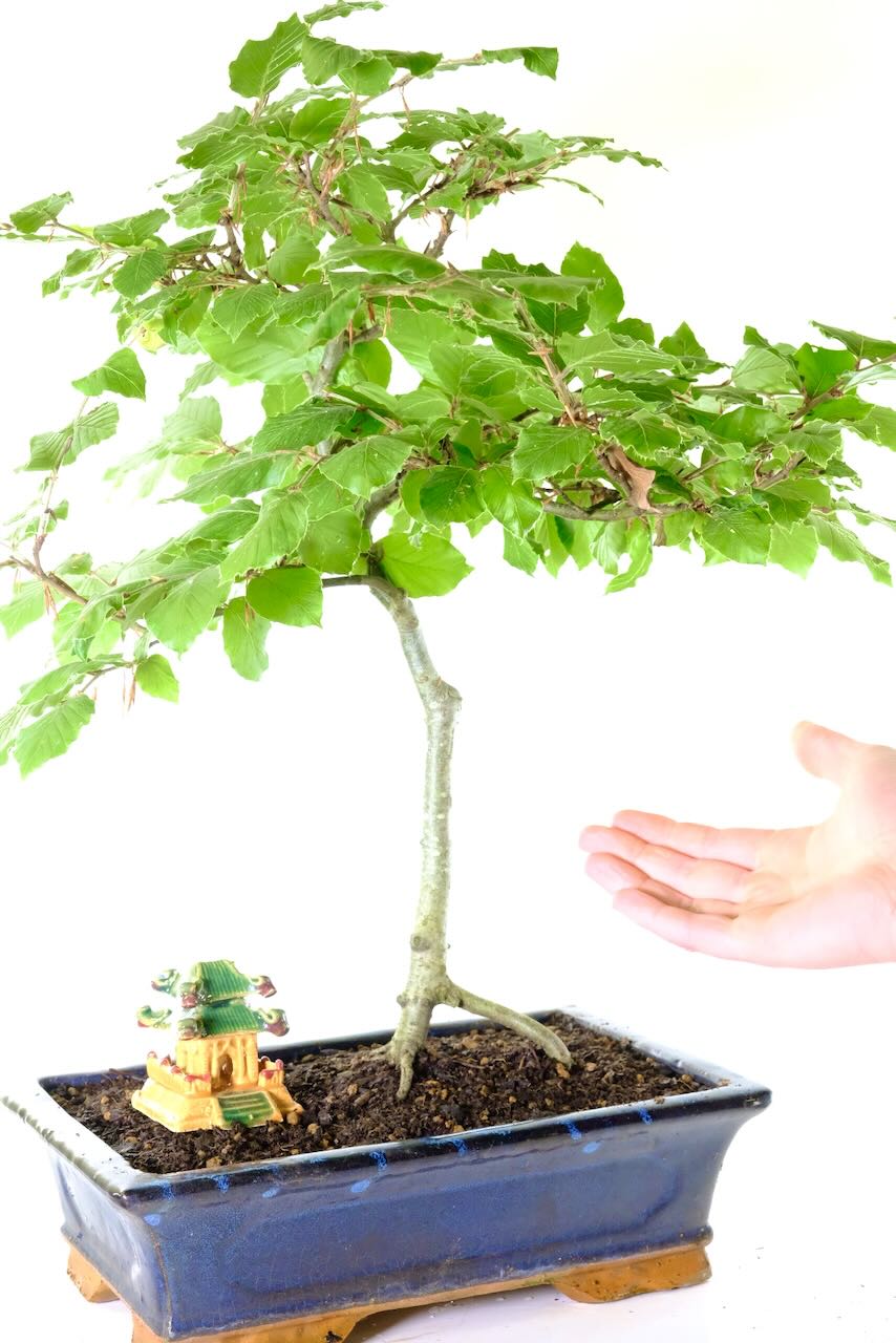 Comes potted in a navy blue ceramic pot with colourful temple ornament