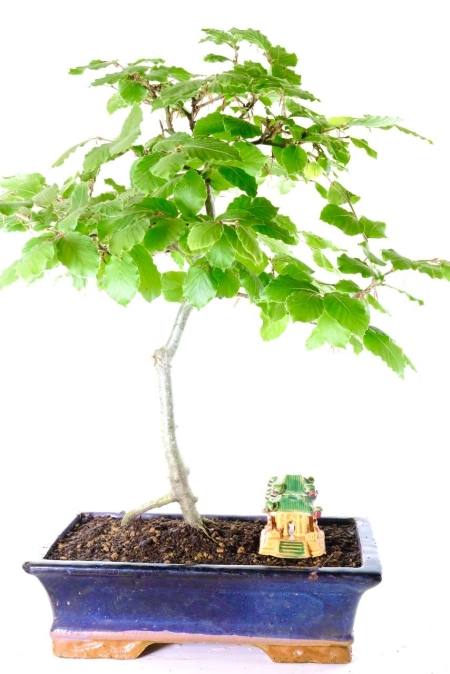 Hardy Beech Bonsai Tree | Large & Impressive with Beautiful Leaves
