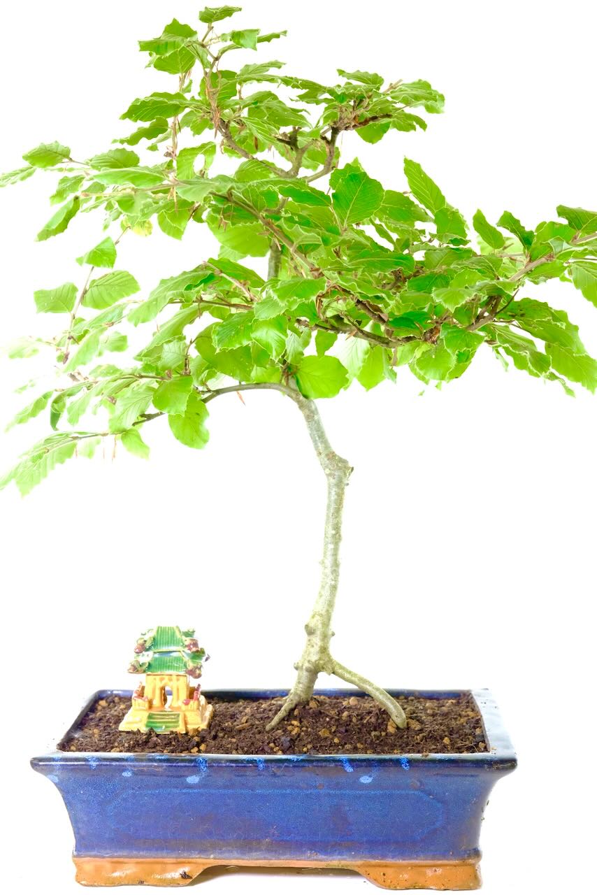 Captivating canopy with upright trunk styling and excellent root exposure