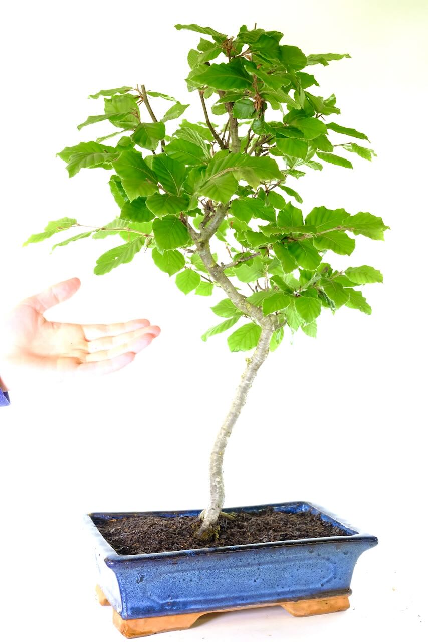 Comes potted in a navy blue ceramic pot - FREE delivery is available across the UK!