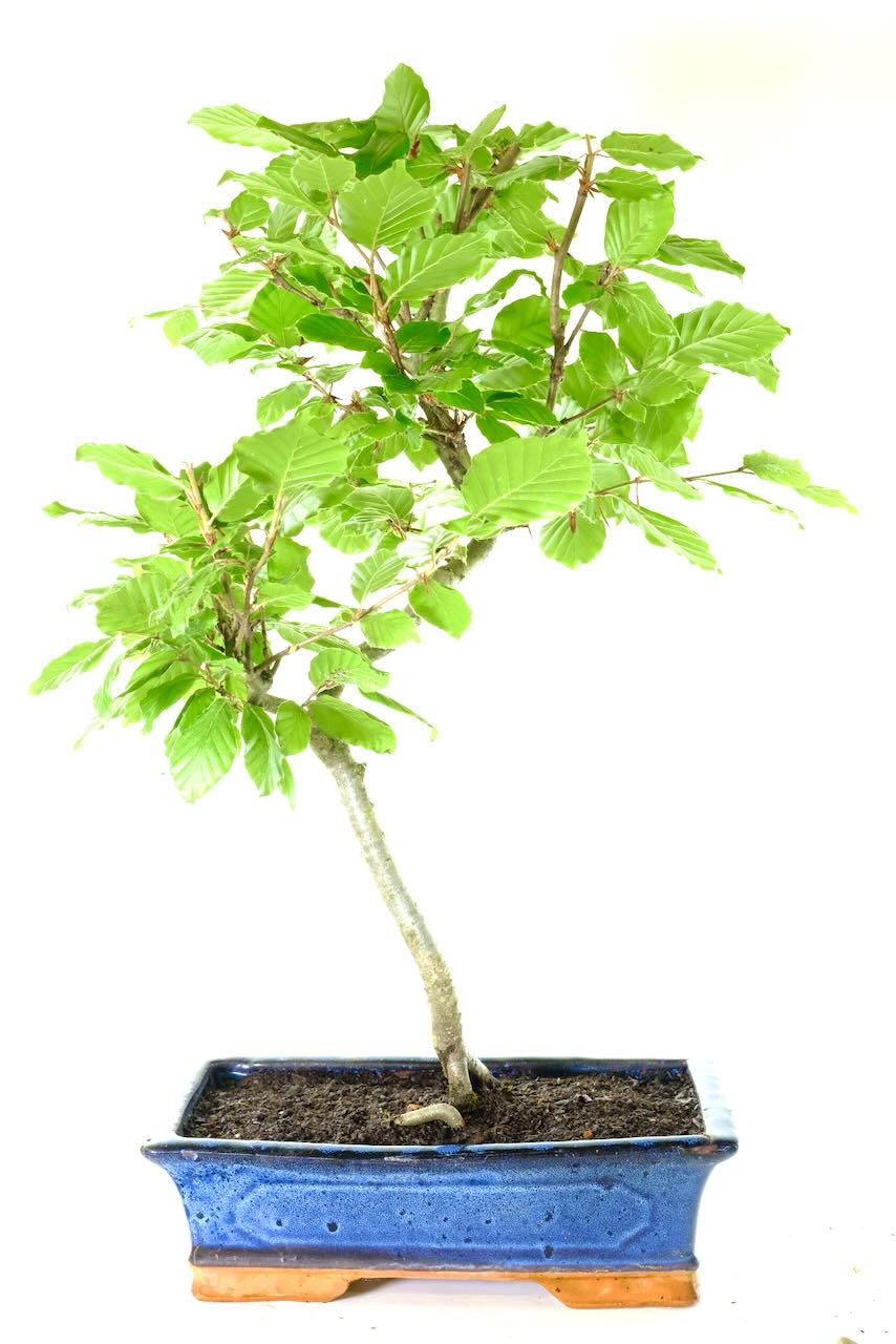 Hardy Beech Bonsai Tree | Large & Impressive with Beautiful Leaves & Trunk Flow