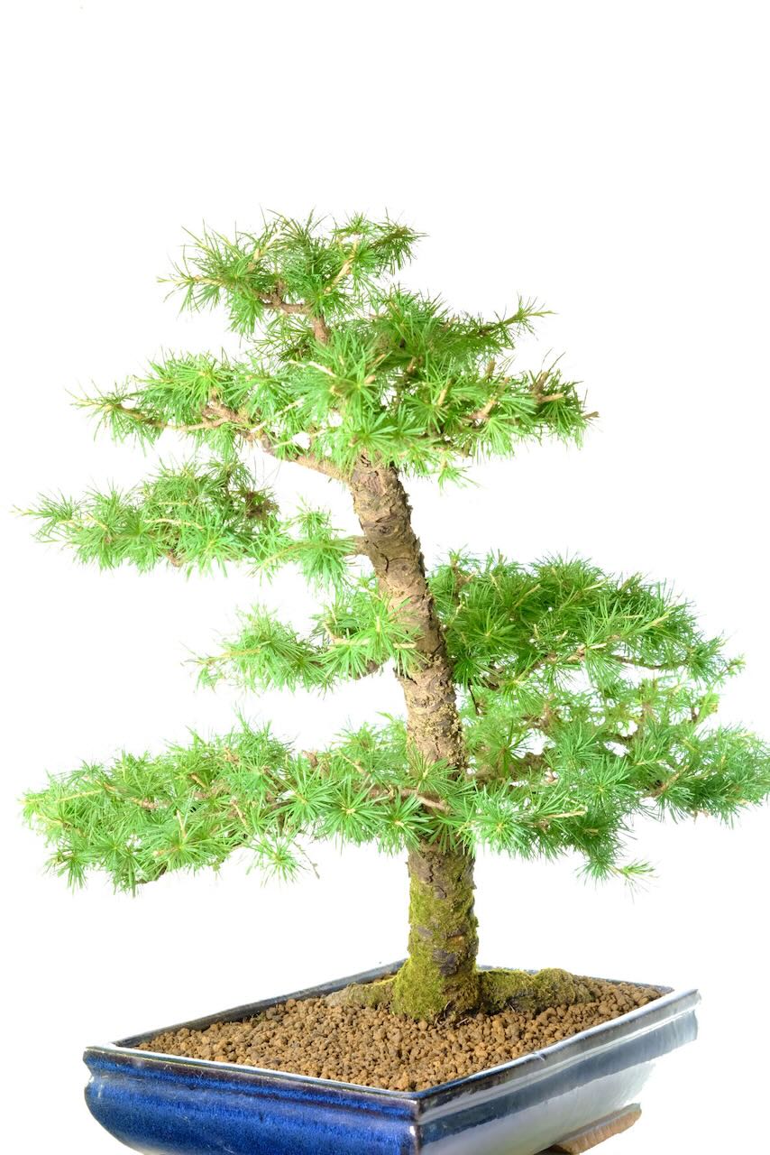 Professionally Styled by Lloyd Noall