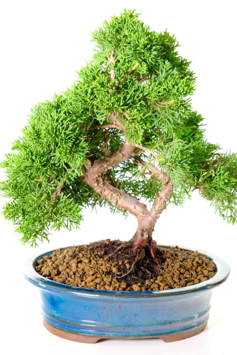 Magnificent Miniature Juniperus Chinensis Evergreen Bonsai Tree