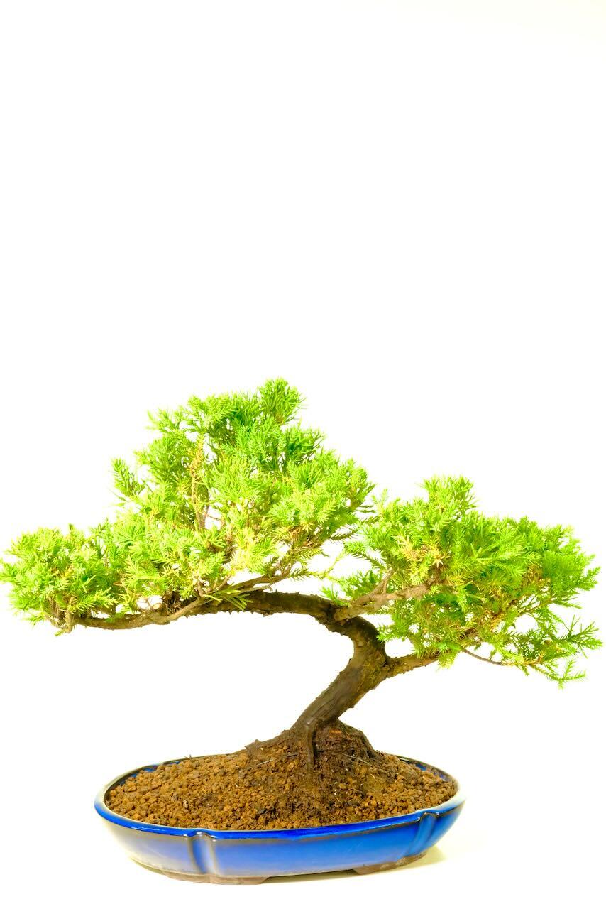 Striking top quality blue pot