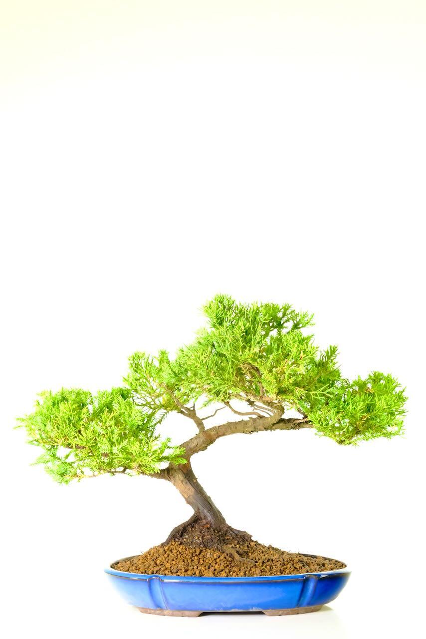 FREE fast delivery available inc. to Glasgow & Edinburgh postcodes