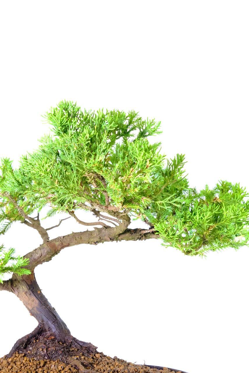 Evergreen foliage of this Juniperus chinensis