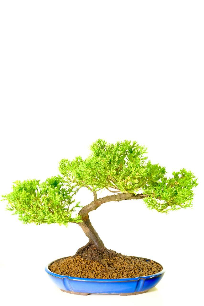 Majestic 30-Year-Old Chinese Juniper Specimen Bonsai