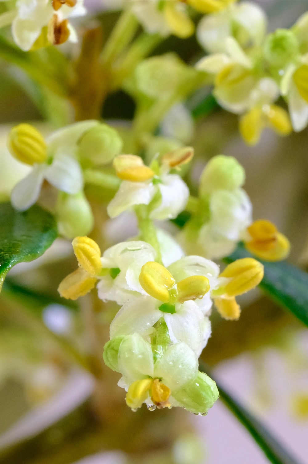 Beautiful flowers of the olive bonsai tree
