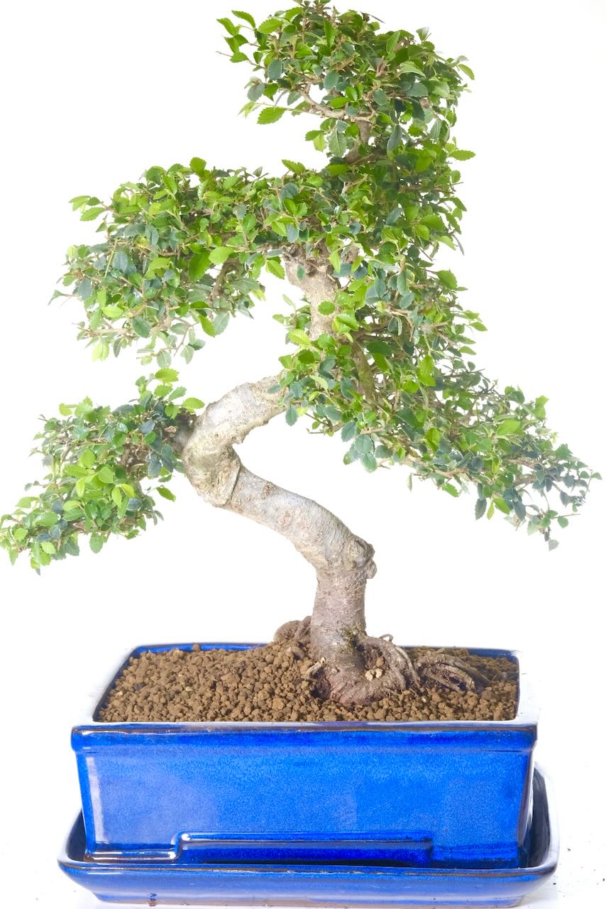 Chinese Elm bonsai tree in blue ceramic pot and matching drip tray
