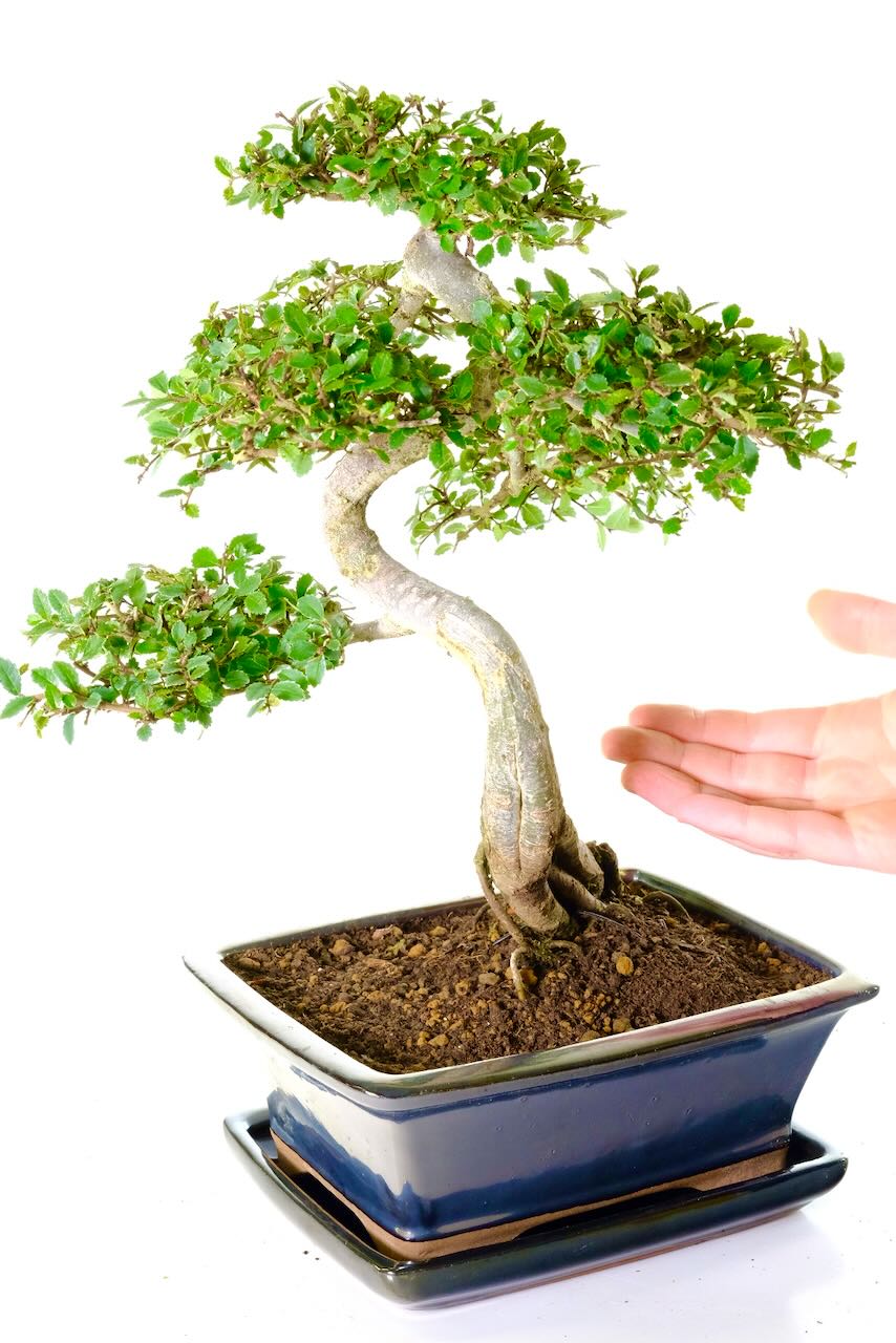 Excellence range specimen Ulmus parvifolia bonsai