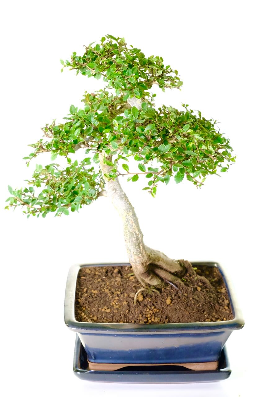 This images shows the incredible root flare of this top quality Chinese Elm bonsai