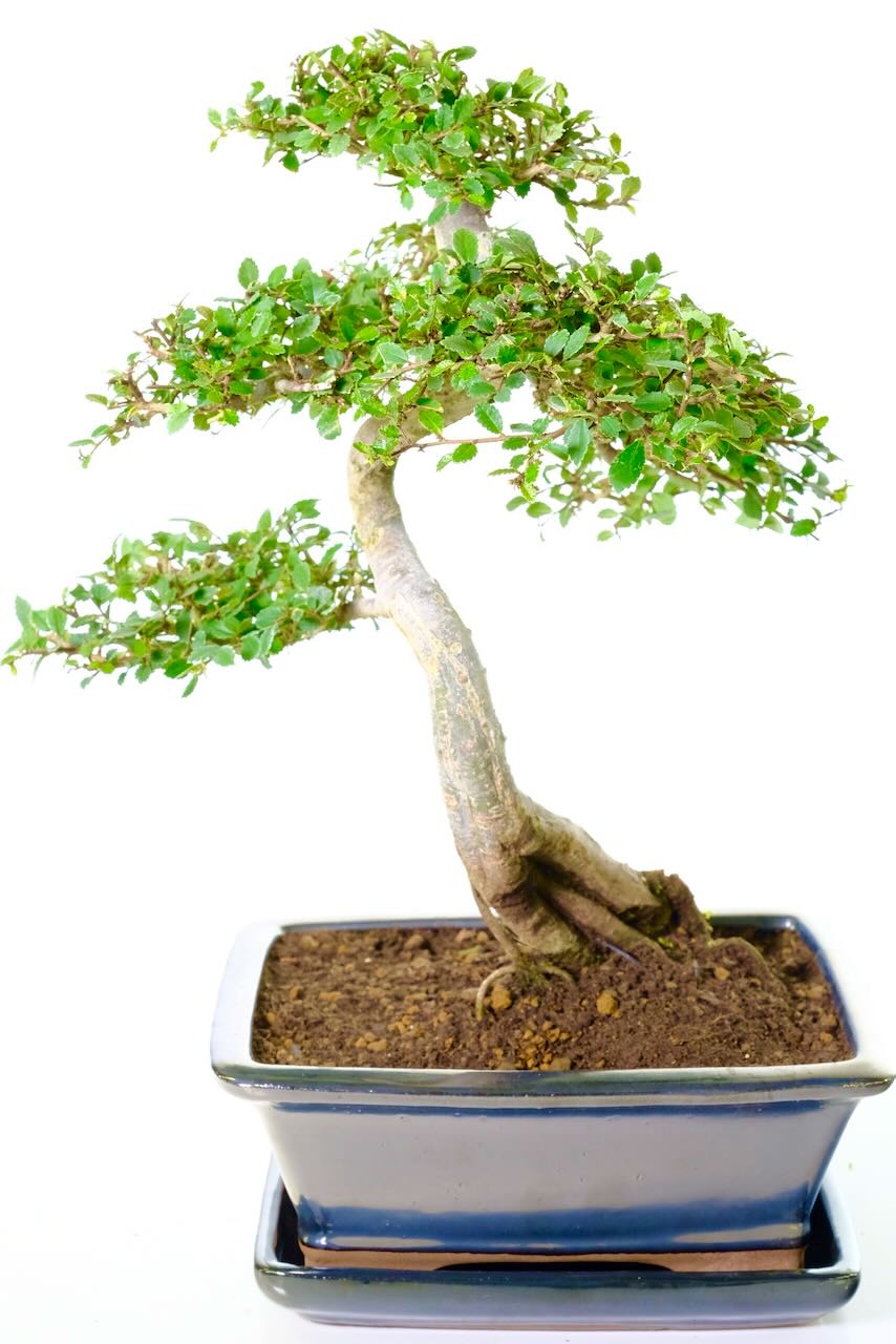 Specimen Chinese Elm bonsai with superb ramification