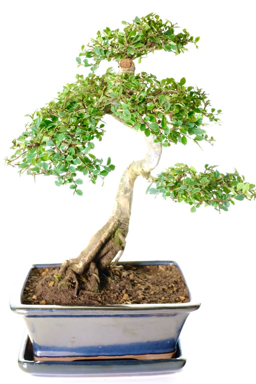 Spectacular Chinese Elm Bonsai Specimen - A Truly Sensational Beginners Indoor Tree | 20 years old