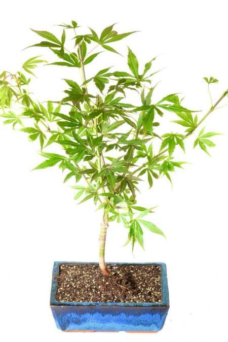 Acer palmatum "Shaina" Japanese Maple bonsai tree for sale UK