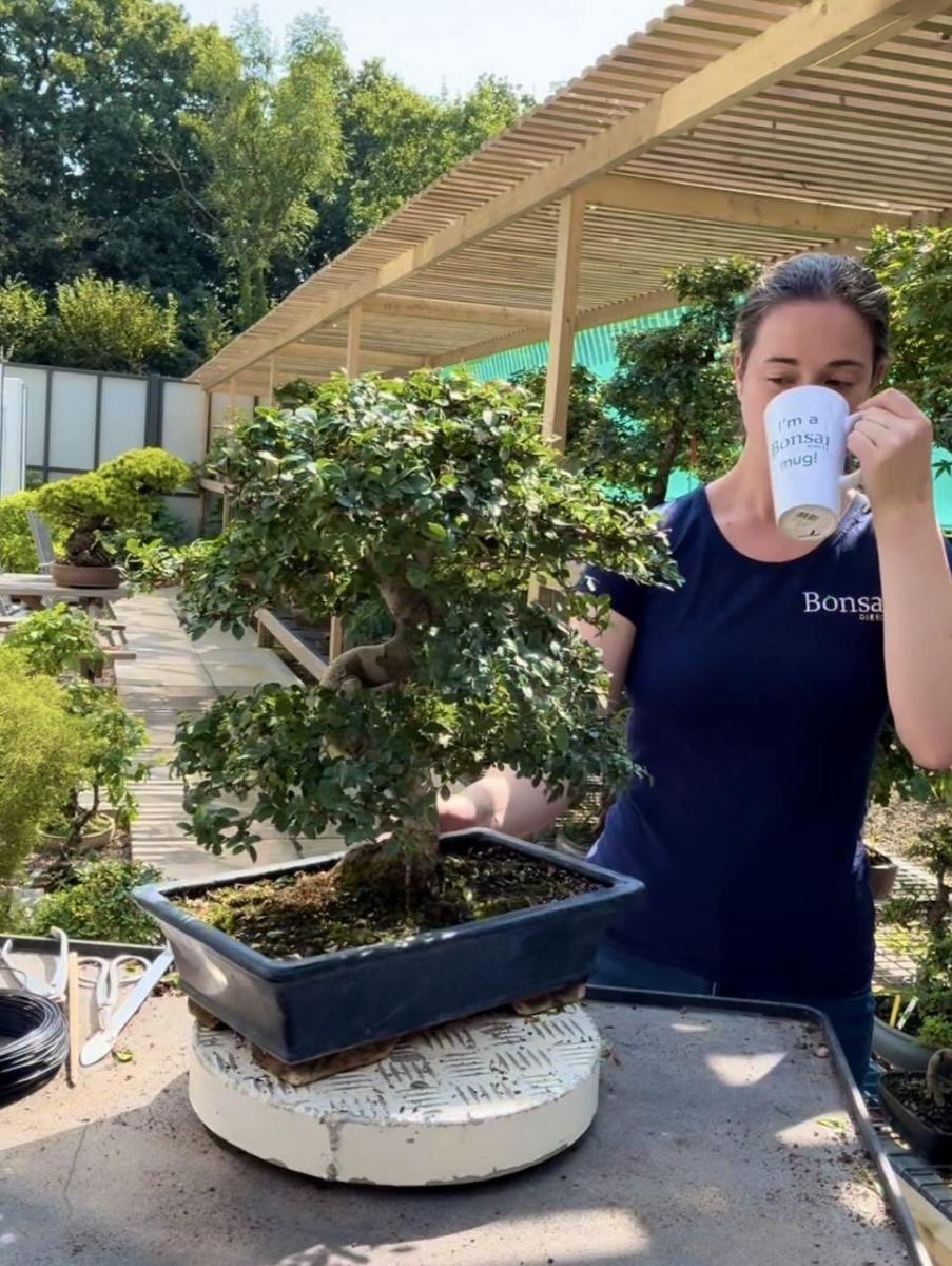 Holly with a mug of tea, looking thoughtfully at the bonsai 