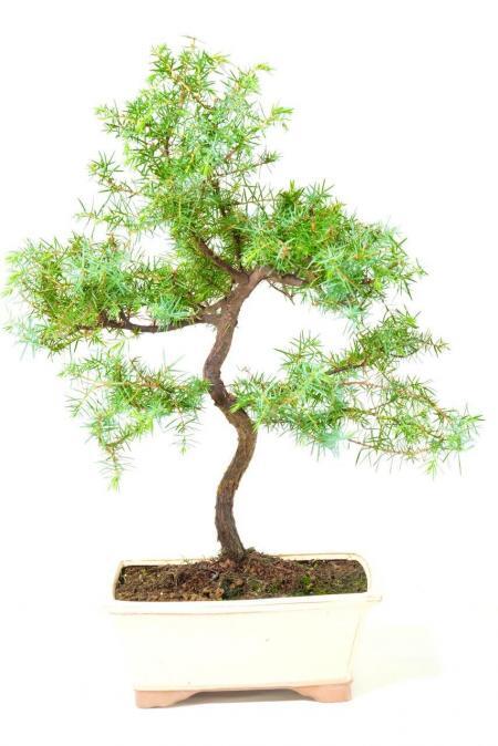 Tall & Slender Evergreen Chinese Juniper Bonsai Tree