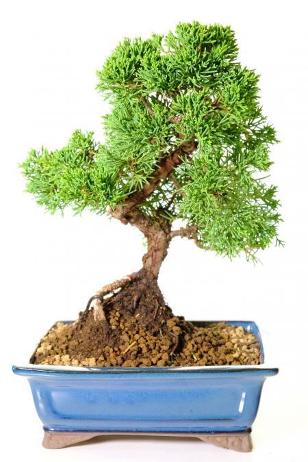 Chinese Juniper Bonsai Tree | Juniperus chinensis Evergreen Bonsai Classic - 15 years