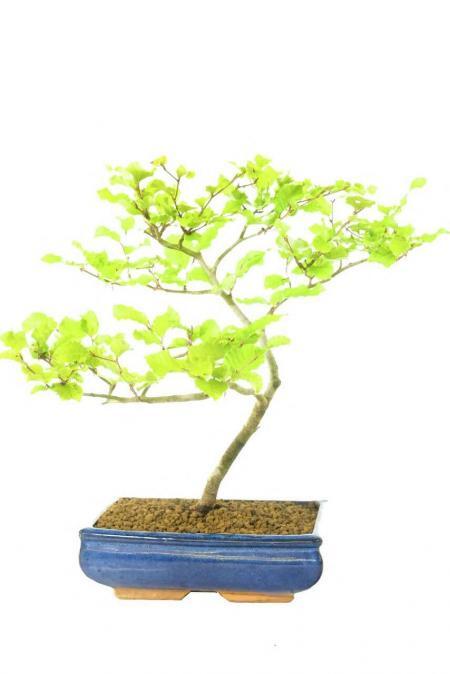 Large Elegant Beginners Beech Hardy Bonsai Tree | 14 years old - Weathered Appearance