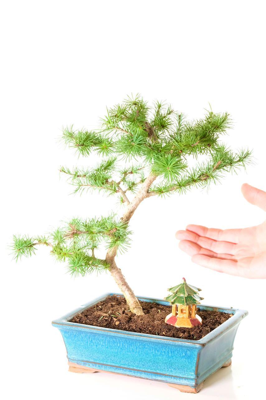 Pretty Larch bonsai for sale with oriental temple