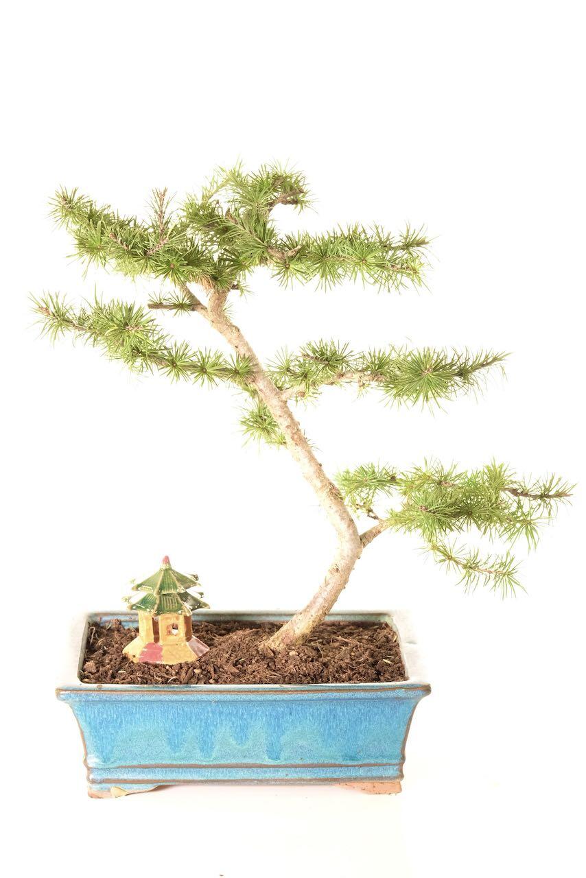 European Larch (Larix) Bonsai – Strength & Seasonal Beauty