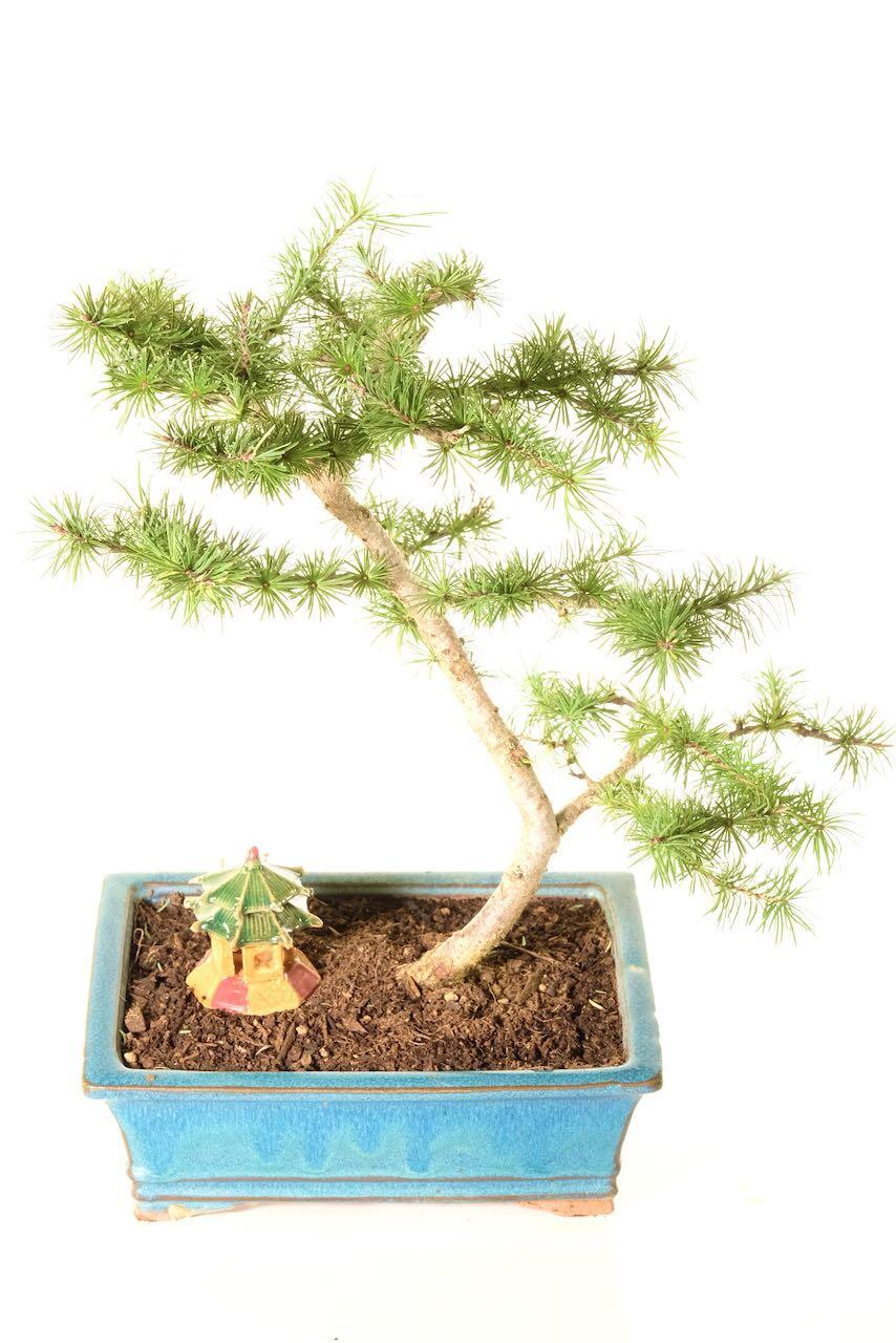 Elegant & Graceful Larch Bonsai Tree | Sensational Seasonal Colours