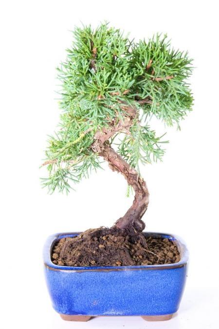 Fruiting Shoin Juniperus Chinensis (Dwarf Chinese Juniper) Bonsai in Royal Blue Pot