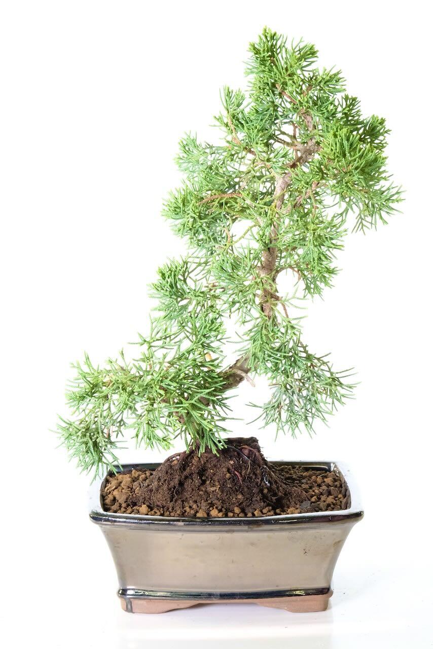 Bonsai Favourite Chinese Juniper Bonsai Tree | Hardy Evergreen Outdoor Bonsai