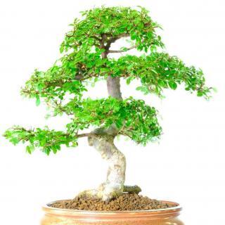Powerful Chinese Elm Bonsai Tree - An Artistic, Majestic Beauty
