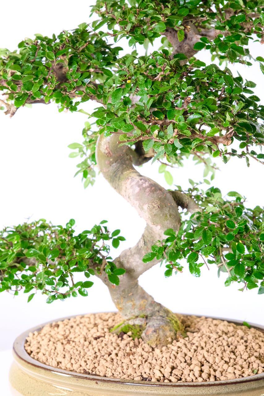 Specimen Big bonsai for indoors - Great for beginners