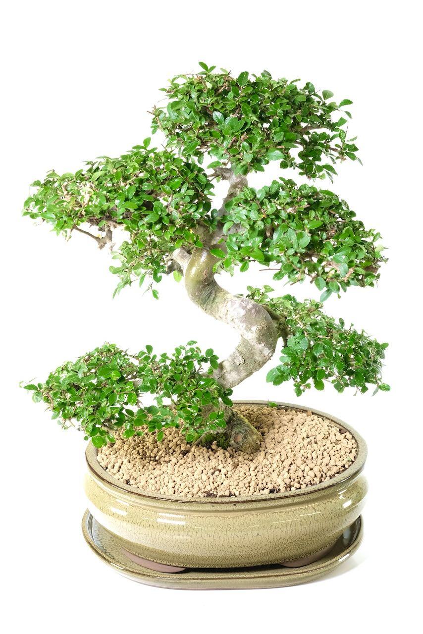 The olive green glazed glossy bonsai pot sets this bonsai apart - premium quality