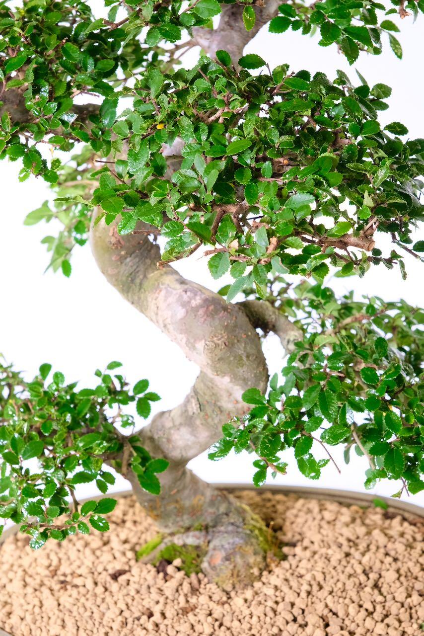 This photograph show the strong and powerful twists in the trunk of this bonsai tree