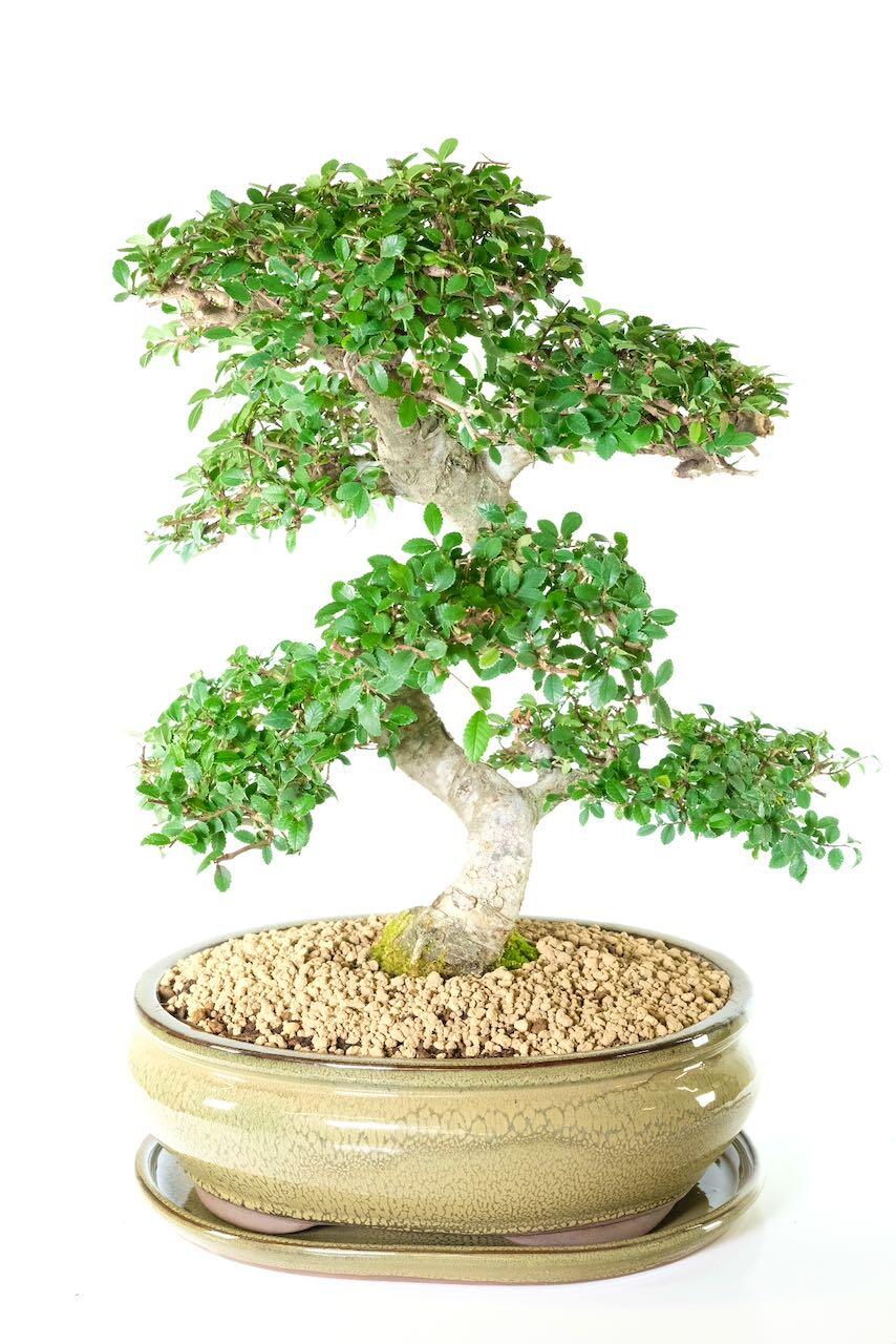 This extra large Ulmus parvifolia bonsai has wonderful highly refined foliage pads
