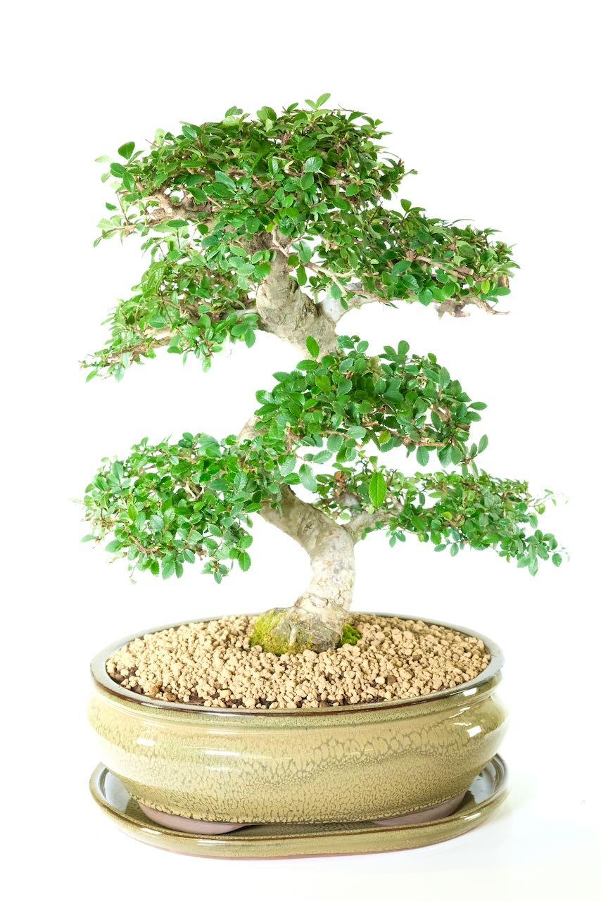 Top quality extra large Elm bonsai tree for sale for beginners