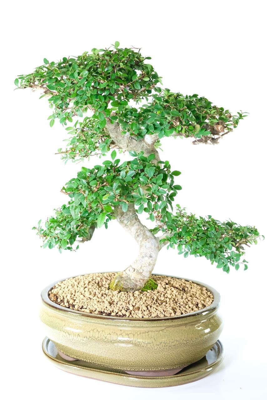 A Spectacular 26-year-old Chinese Elm Bonsai, meticulously nurtured and styled over decades