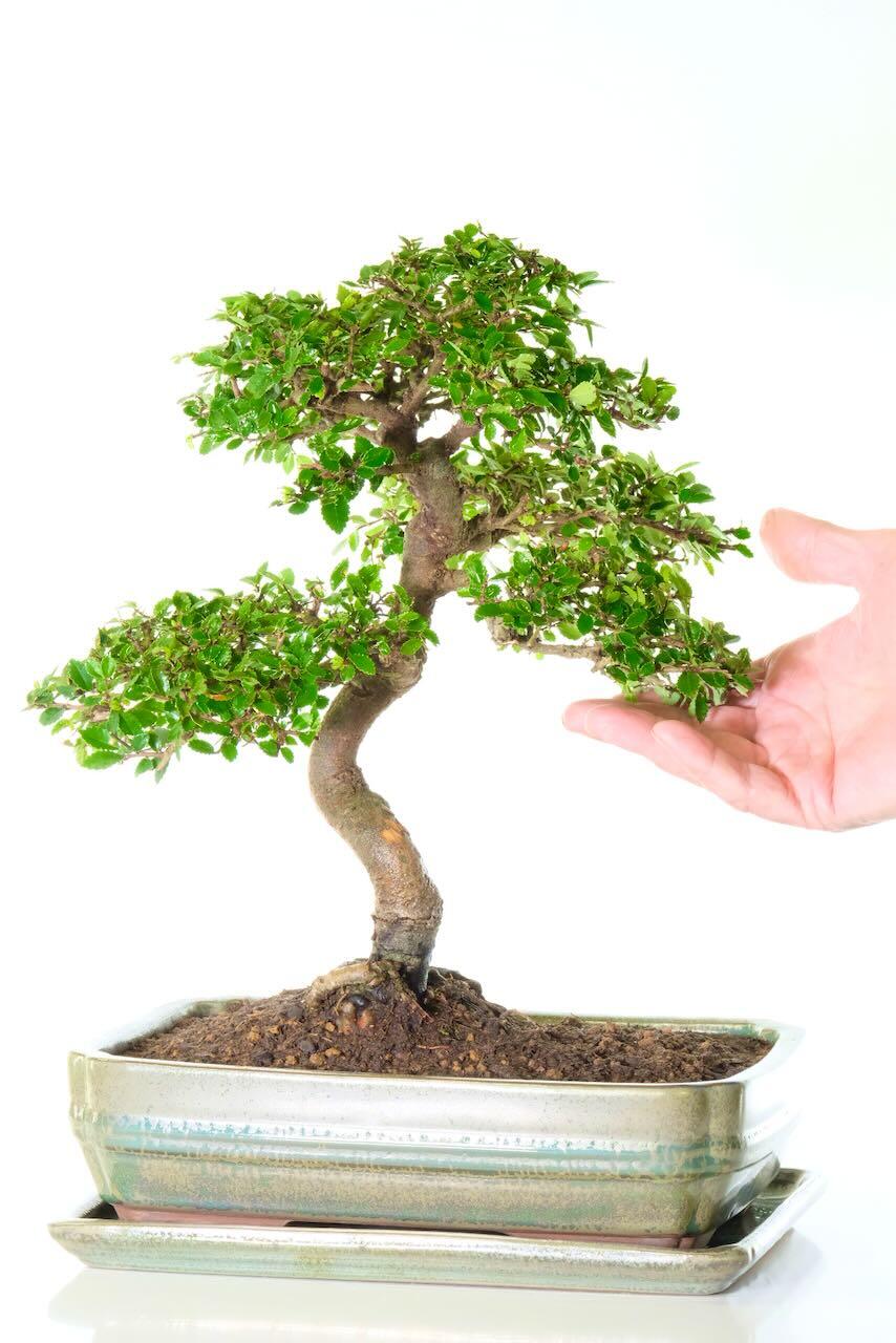 Chinese Elm bonsai specimen - Ulmus parvifolia